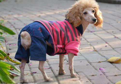 貴賓犬