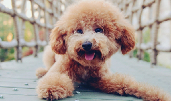 泰迪犬愛掉毛嗎