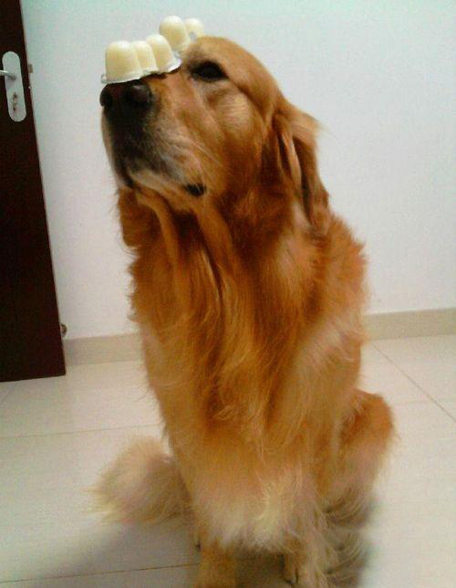 金毛犬