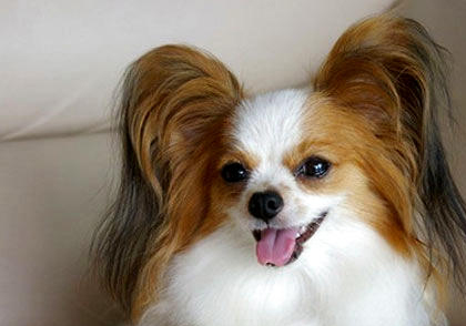 蝴蝶犬