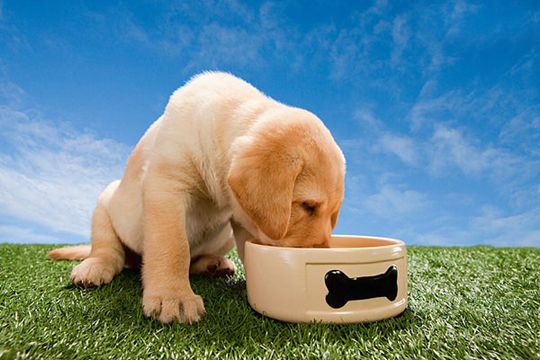 訓練金毛犬最佳時間