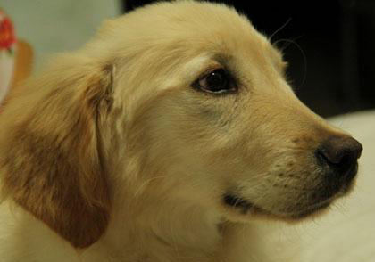 金毛犬