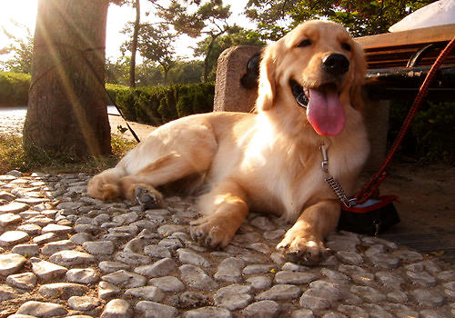 金毛犬