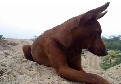 法老王獵犬