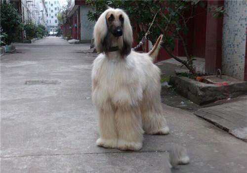 阿富汗獵犬