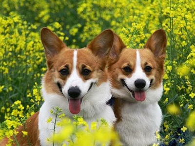 柯基犬.jpg