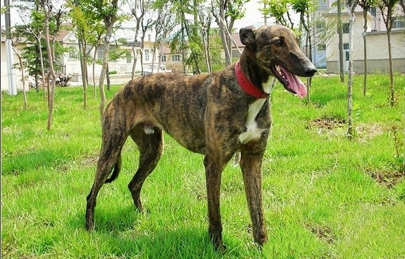 訓練格力犬大小便的小技巧