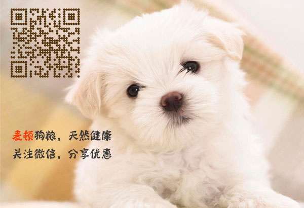 比熊.jpg