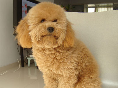 泰迪犬.jpg