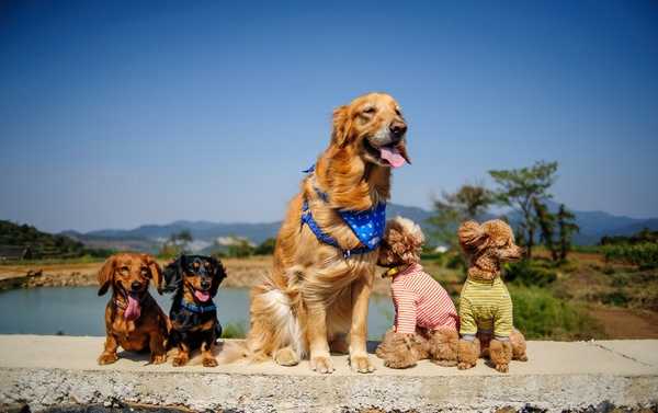 經常讓泰迪犬在家好嗎