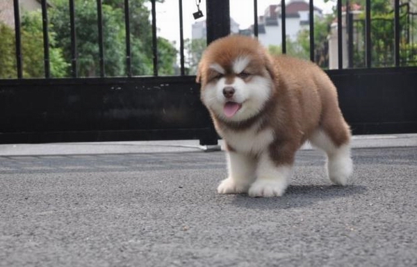 怎麼養才能做好健康的喂養阿拉斯加犬