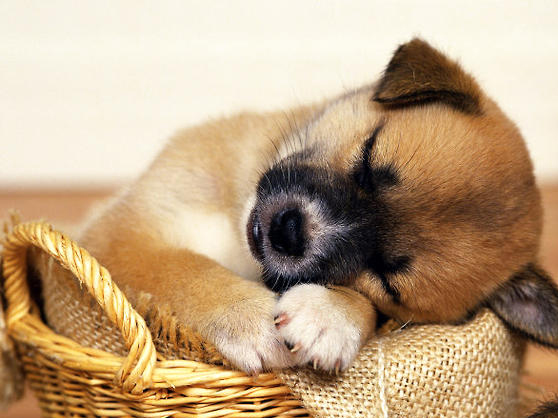 幼犬