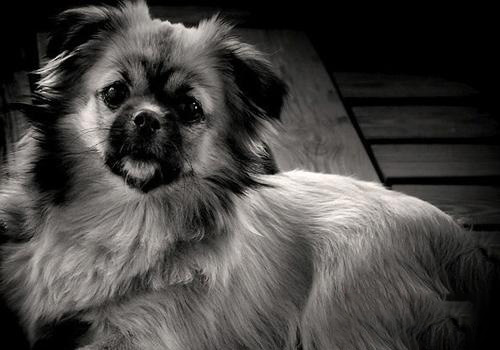 西藏獵犬