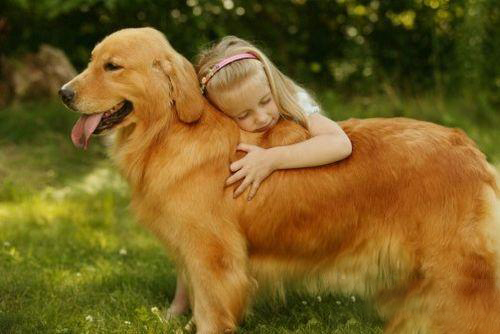 金毛犬