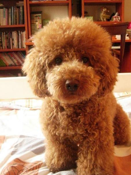 泰迪犬