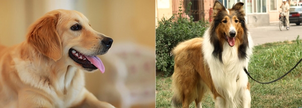 寵物犬