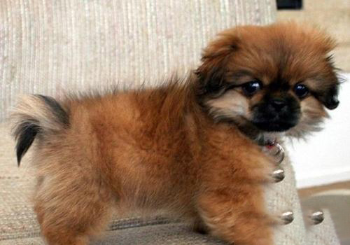 西藏獵犬