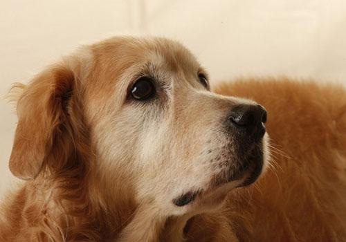 金毛犬