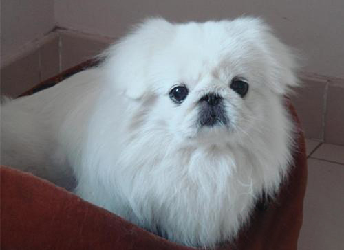 京巴犬