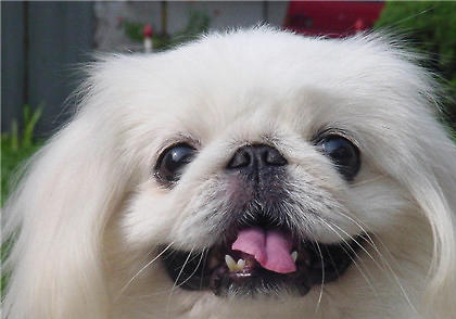 京巴犬