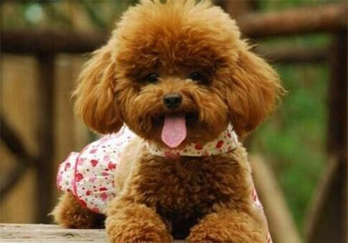 貴賓犬