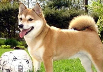 柴犬