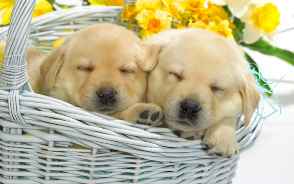 新手如何養金毛犬