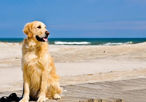金毛犬