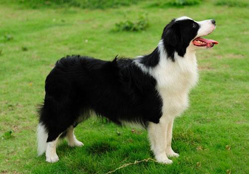 邊境牧羊犬