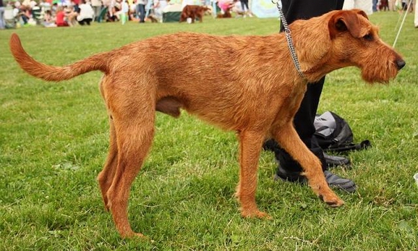 應該選擇萬能梗幼犬還是成犬