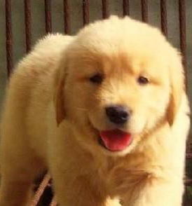 金毛犬