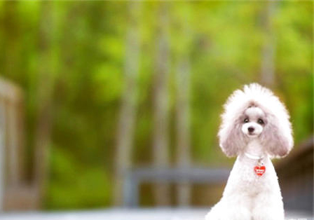 貴賓犬