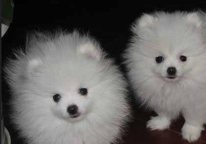 博美犬