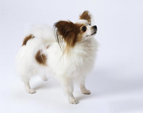 蝴蝶犬