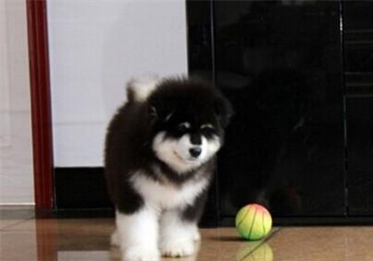 阿拉斯加犬