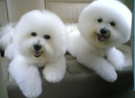 比熊犬