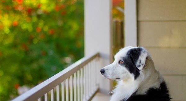養邊境牧羊犬注意事項