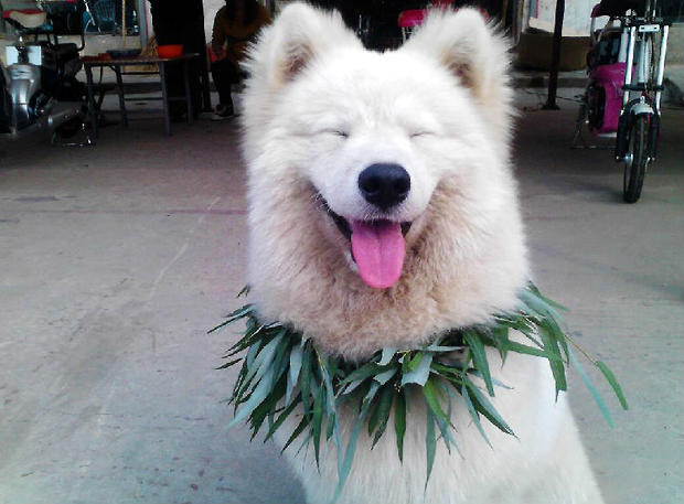 薩摩耶犬