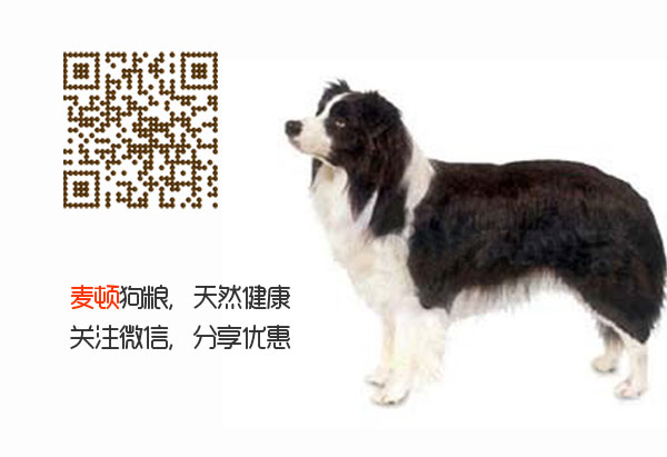 邊牧1.jpg