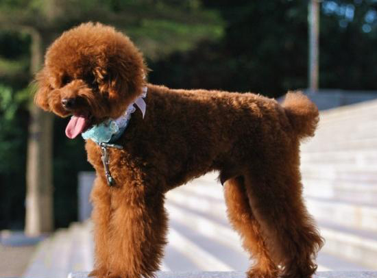 貴賓犬