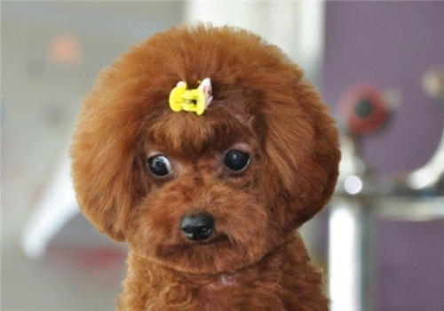 泰迪犬
