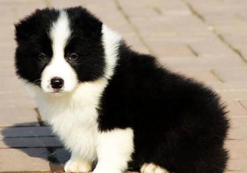 邊境牧羊犬