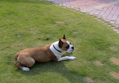 拳師犬