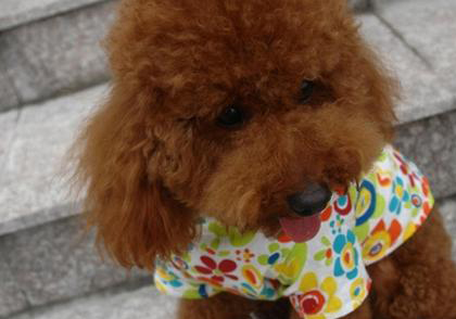 泰迪犬