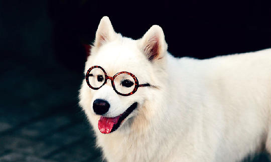薩摩耶犬