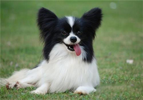 蝴蝶犬