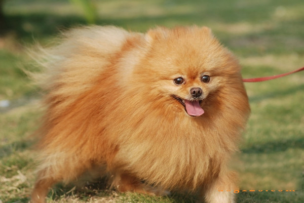 如何進行博美犬的挑選