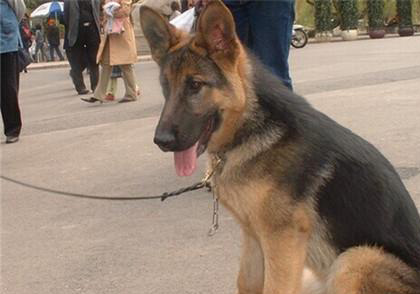 德國牧羊犬
