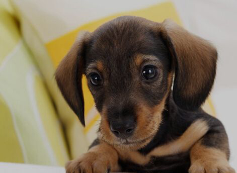 臘腸犬像什麼