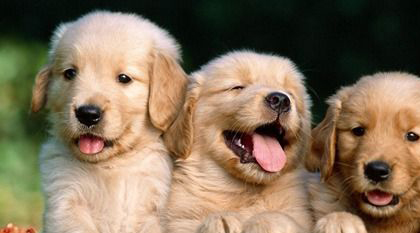 拉布拉多犬適合家養嗎